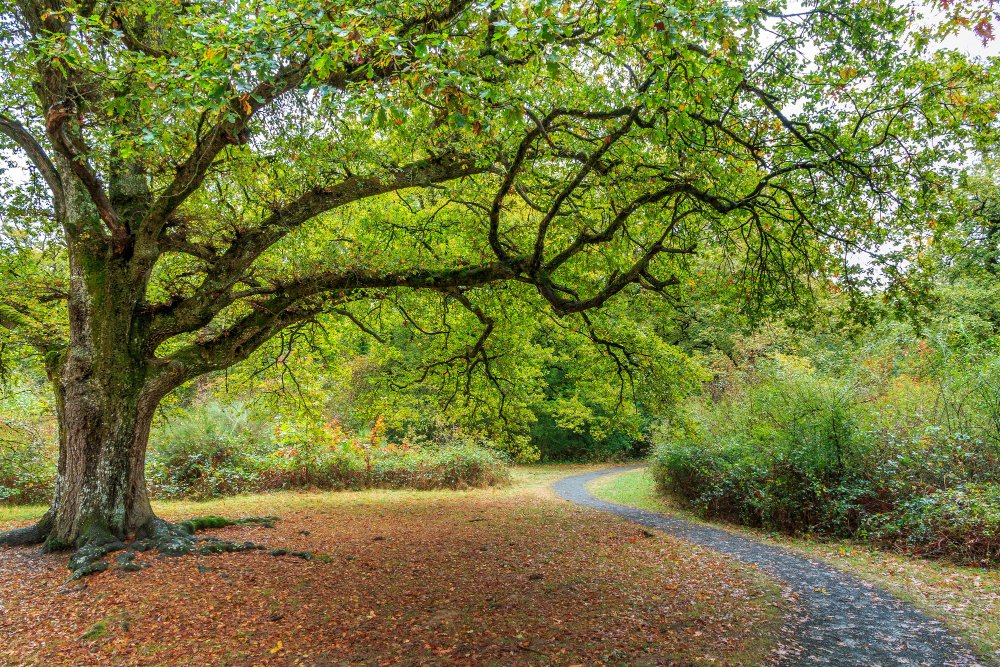 Grand arbre de jardin pouvant être classé remarquable au PLU, situation à vérifier avant toute fixation d'une cabane perchée