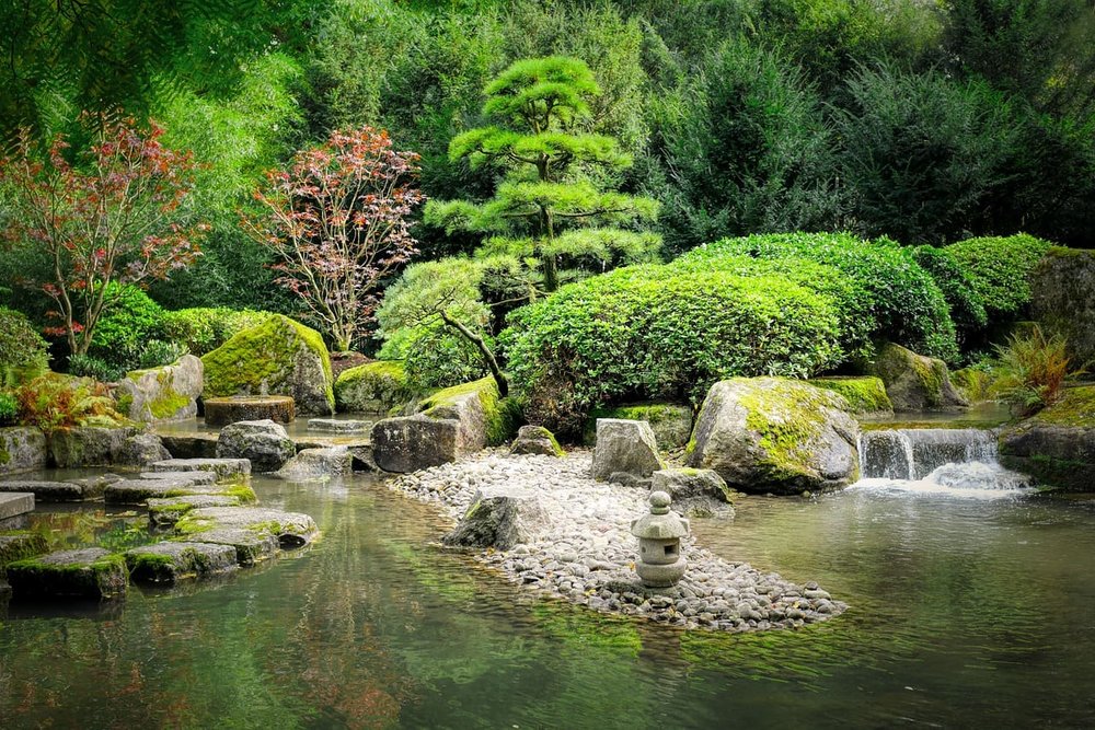 Bassin de jardin décoratif avec poissons et plantes aquatiques aménagé sur un terrain privé