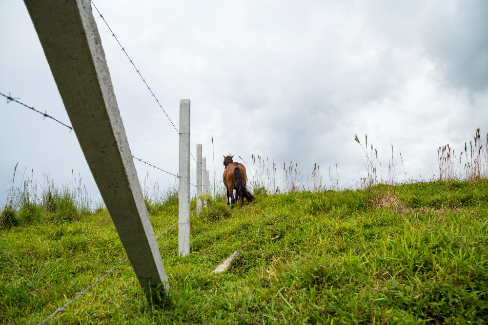 Clôture en grillage simple délimitant une parcelle agricole en zone A du PLU pour le parcage d'animaux