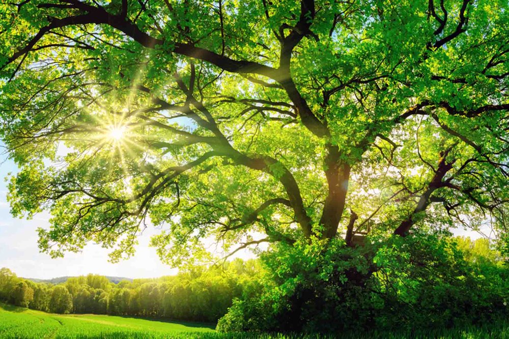 Arbres plantés à distance réglementaire de la limite séparative entre deux propriétés voisines