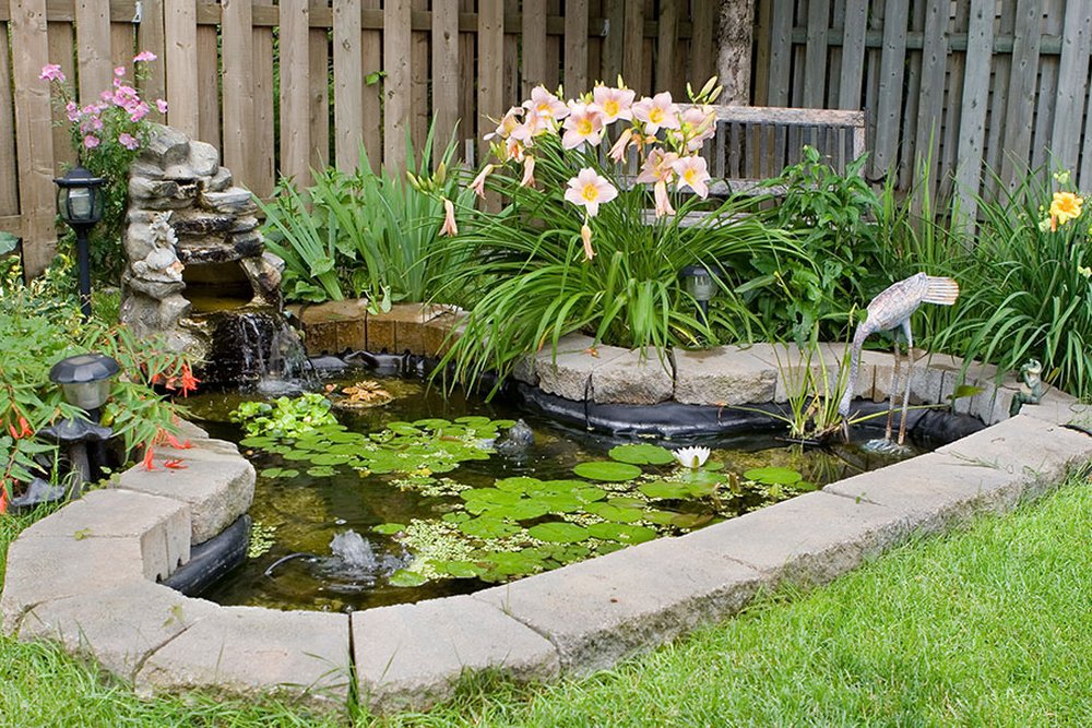Étang de jardin avec plantes aquatiques et poissons, distinct du régime réglementaire applicable à une piscine de baignade