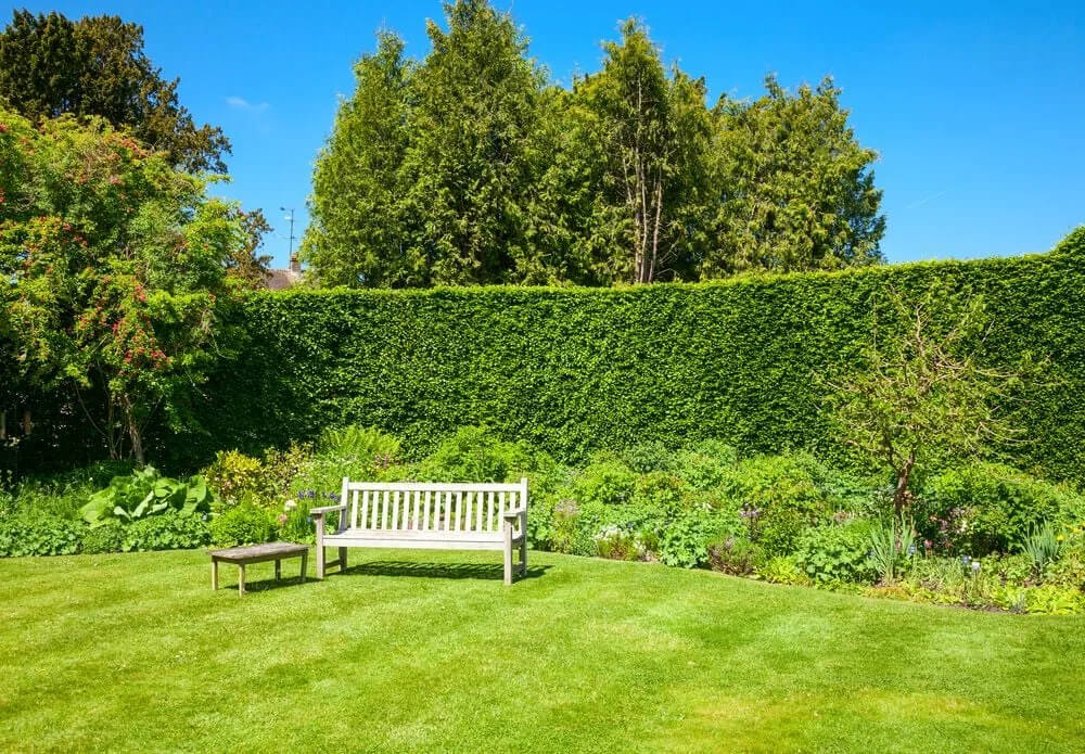 Haie végétale en limite de propriété entre deux jardins avec distances réglementaires à respecter