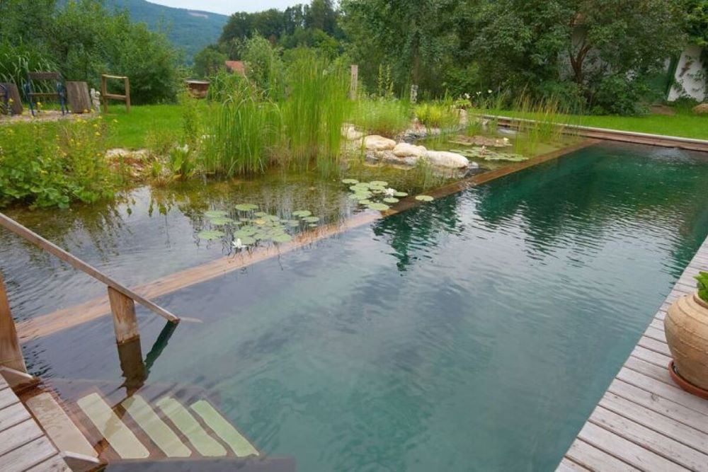 Piscine naturelle avec zone de baignade et zone de régénération végétalisée dans un jardin de maison individuelle