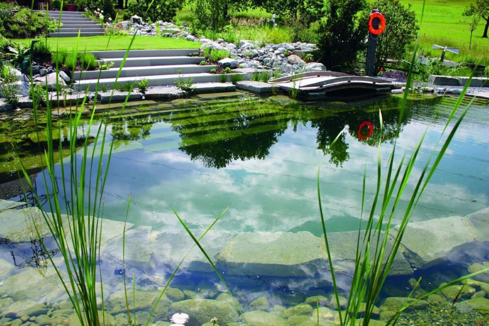 Zone de régénération d'une piscine naturelle densément plantée de végétaux aquatiques filtrants comme les roseaux et les iris