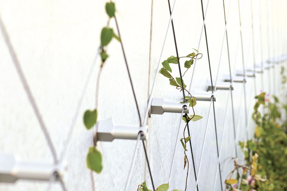 Plante grimpante installée sur un treillage le long d'une façade, solution nécessitant un entretien limité comparé à un mur végétal technique