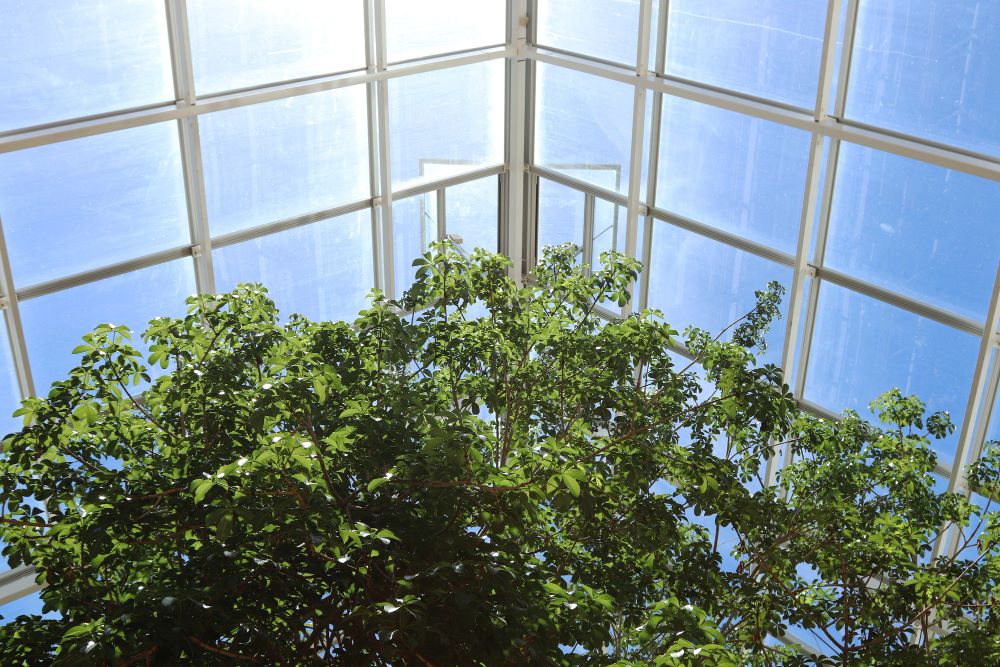 Serre de jardin en aluminium et verre trempé installée dans le jardin d'une maison individuelle
