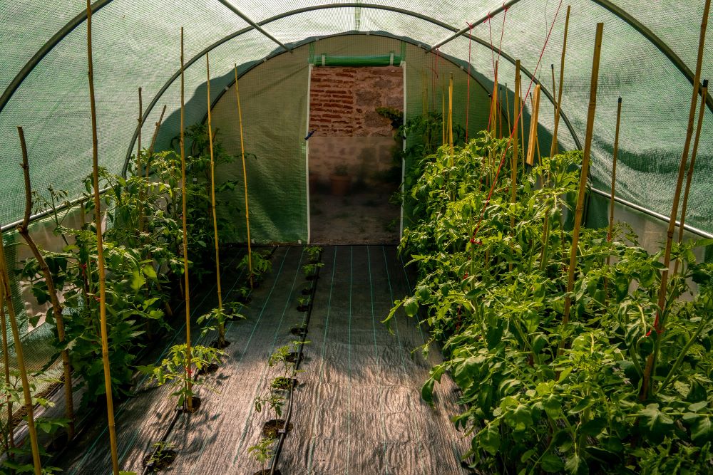 Serre tunnel installée dans un potager de jardin particulier pour la culture de légumes