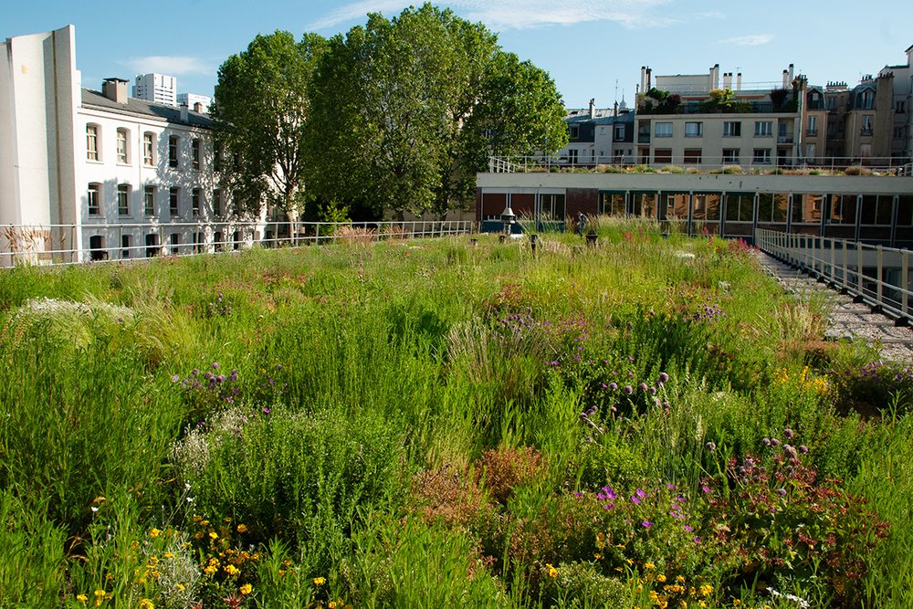 Toiture terrasse végétalisée d'une maison contemporaine, recouverte de plantes de type sedum sur substrat drainant