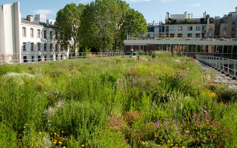 Toiture végétalisée sur un immeuble contribuant au coefficient de biotope par surface imposé par le PLU