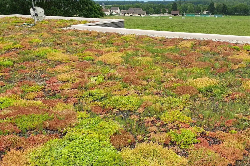 Toiture plate recouverte d'une végétalisation extensive de type sedum, nécessitant un substrat fin et peu d'entretien